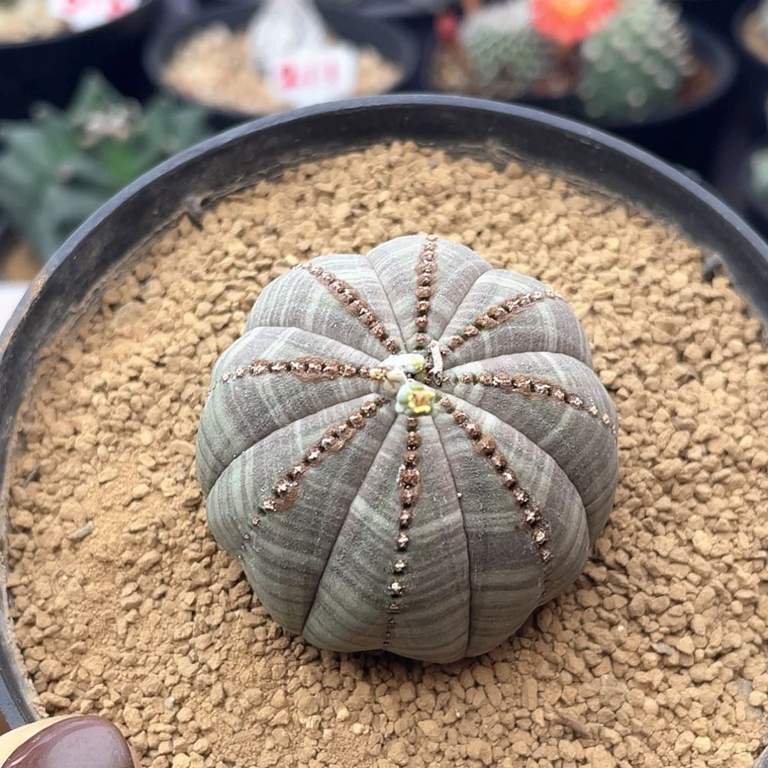 拉链锈斑欧系布纹球