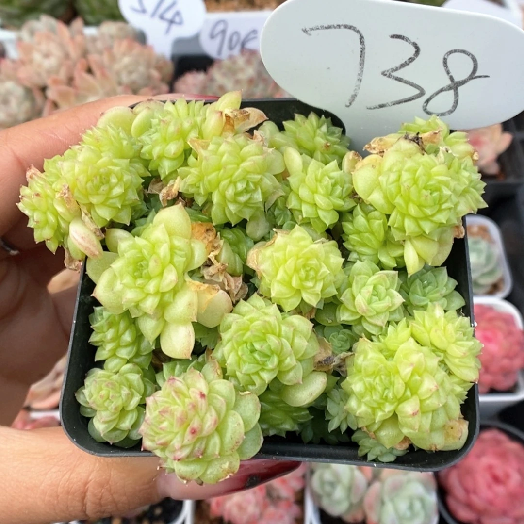 油透麦杆群生738号。