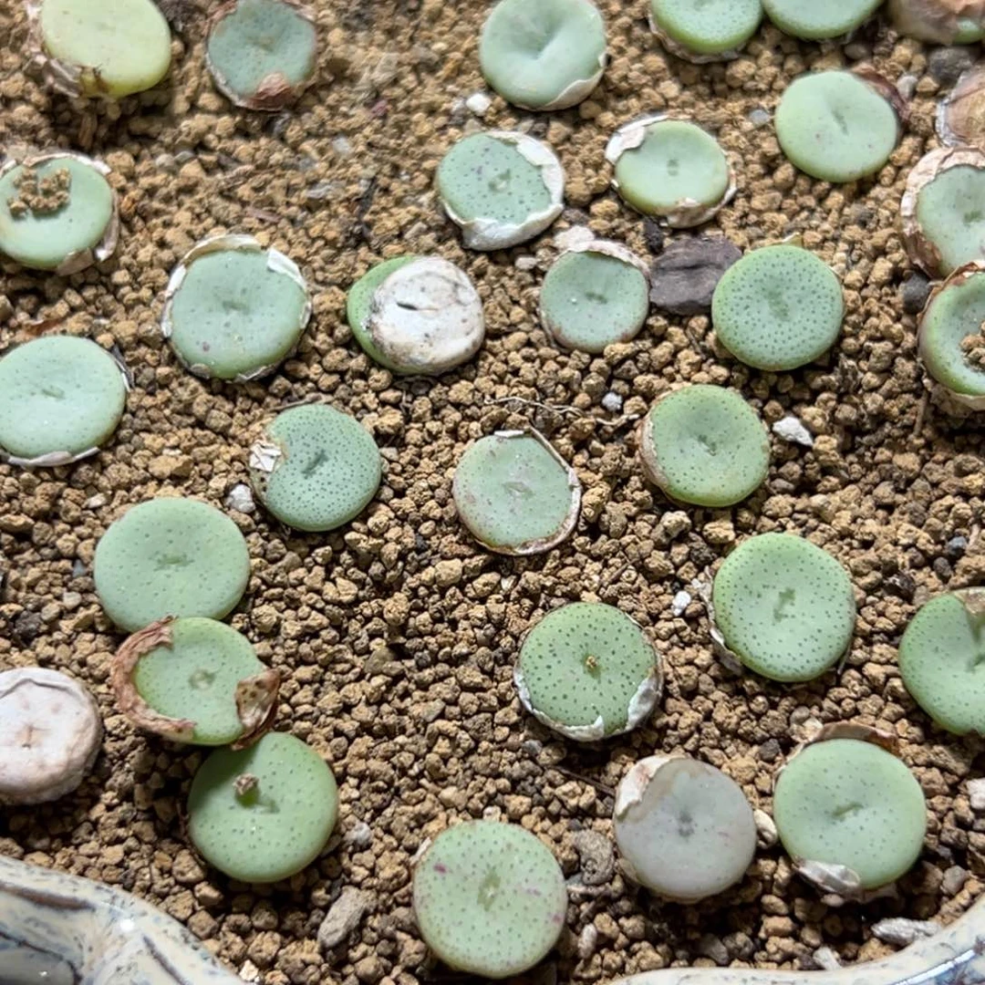 量拍园艺酒杯5颗。多肉