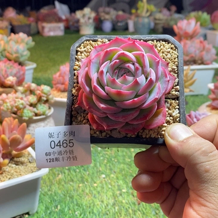 0465啊啊啊啊啊啊啊啊啊啊啊啊