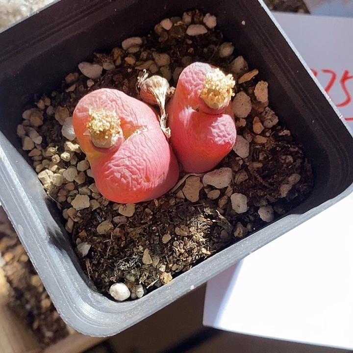 13350。  蟠桃。带盆。