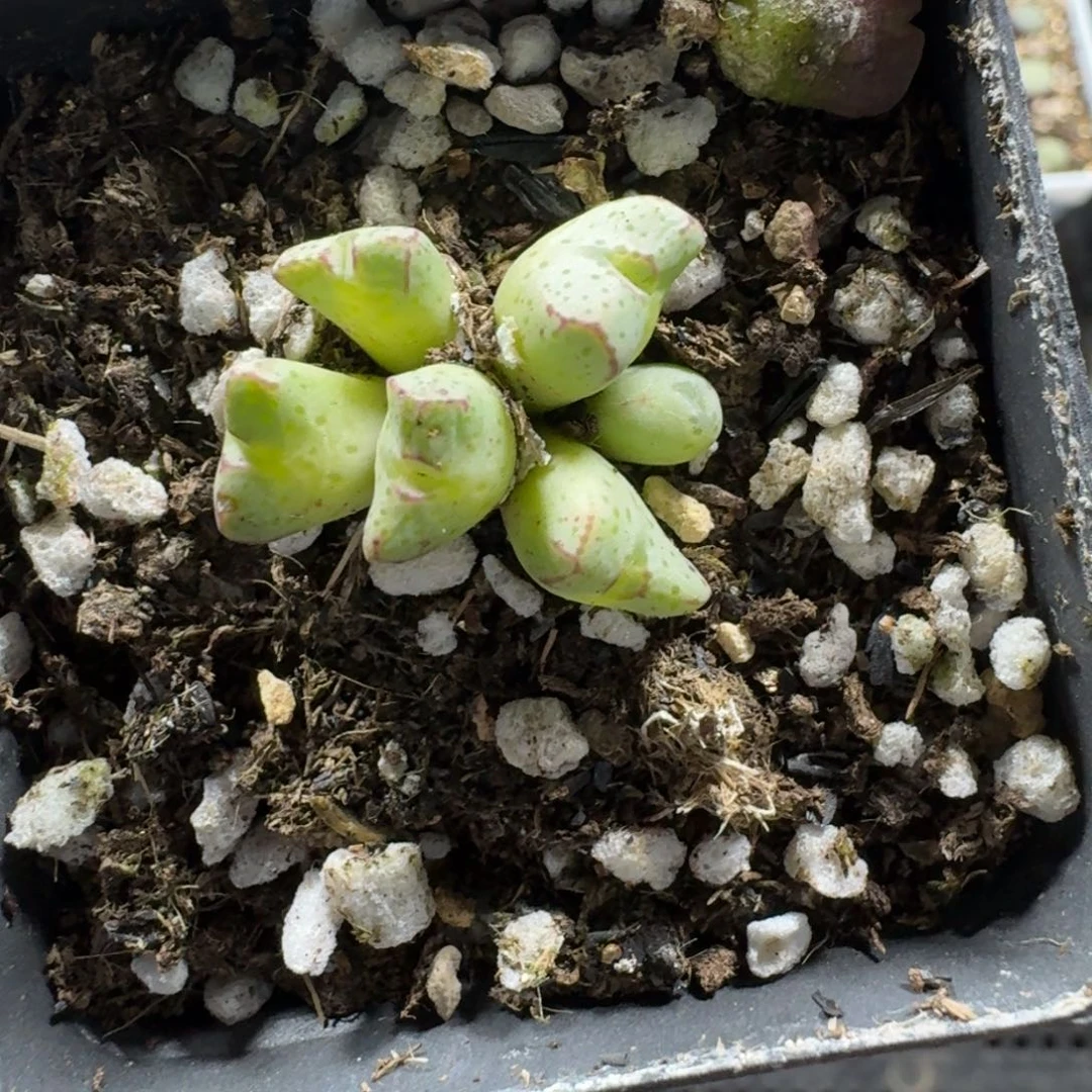 郭***?2430。平头斑马。一颗