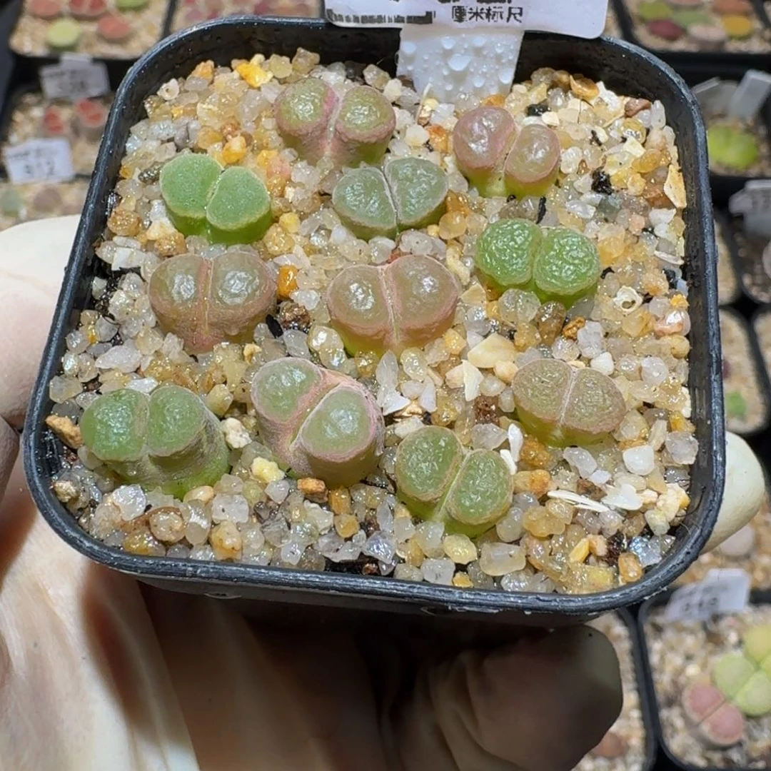 小***乖SSSs生生花多肉902