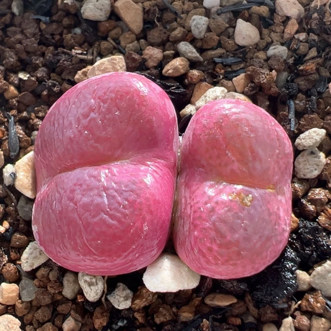 38多肉植物百科翠光