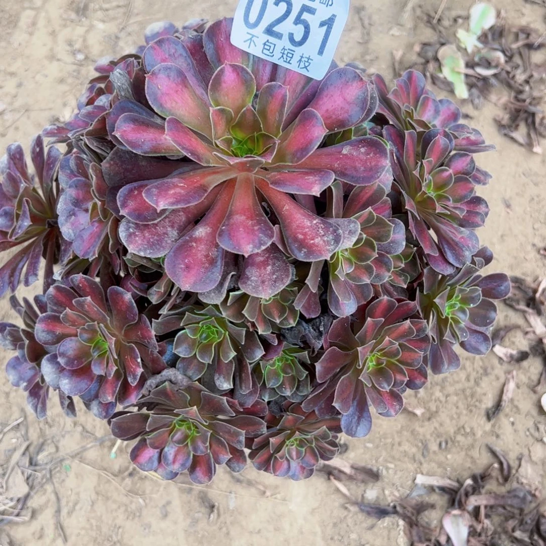 红日多肉植物0251