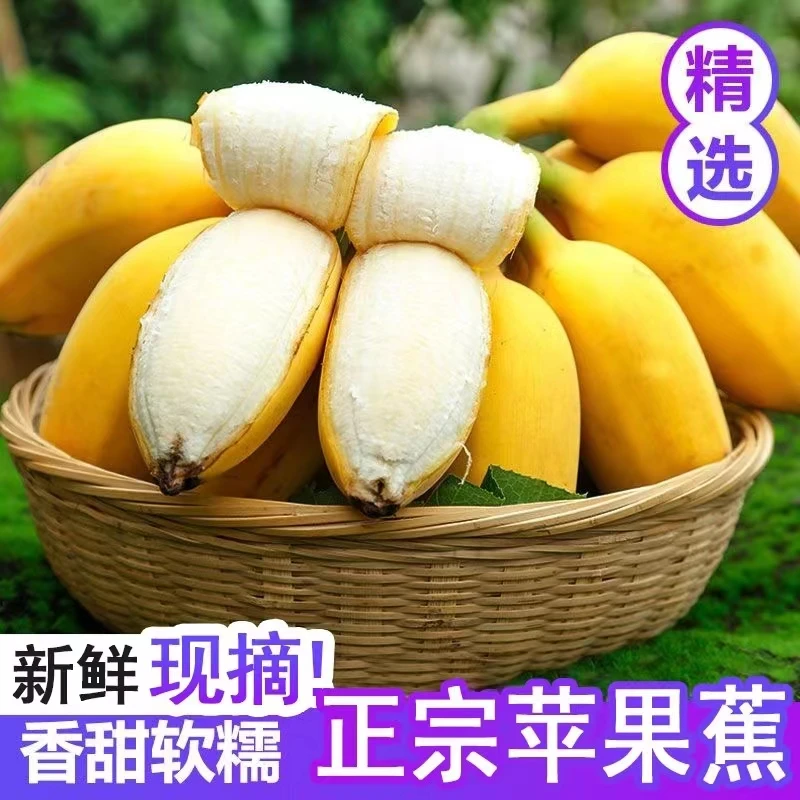 现摘广西苹果蕉薄皮甜糯当季新鲜水果香蕉一整箱批发产地直发