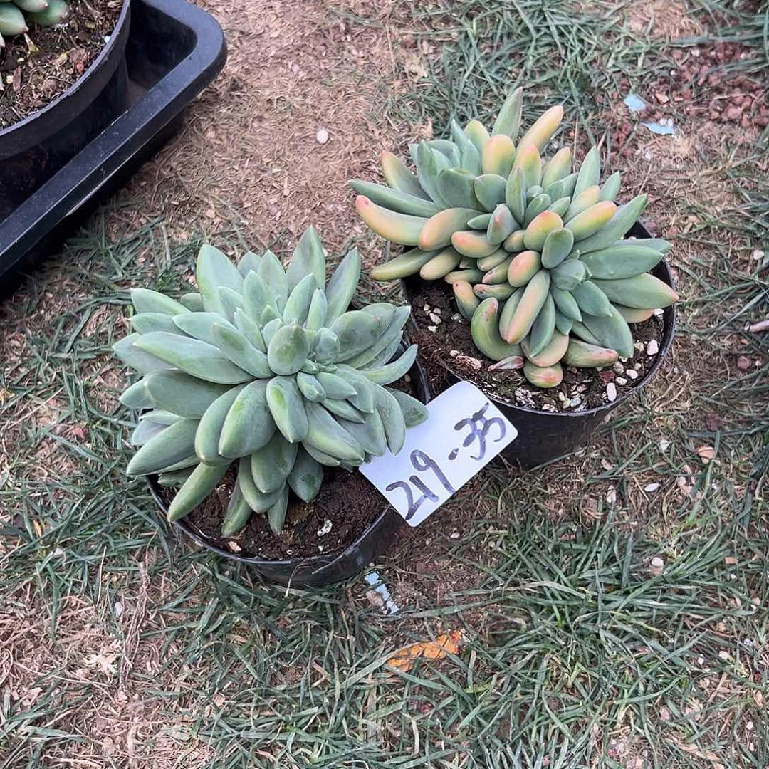 219-35小海洋之歌缀多肉随机