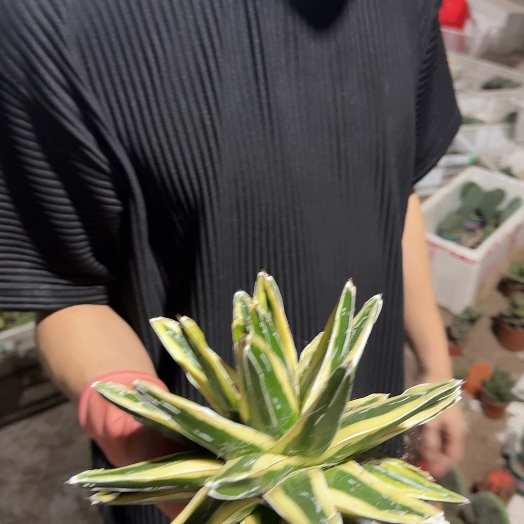 一行园艺【26.66辉山】