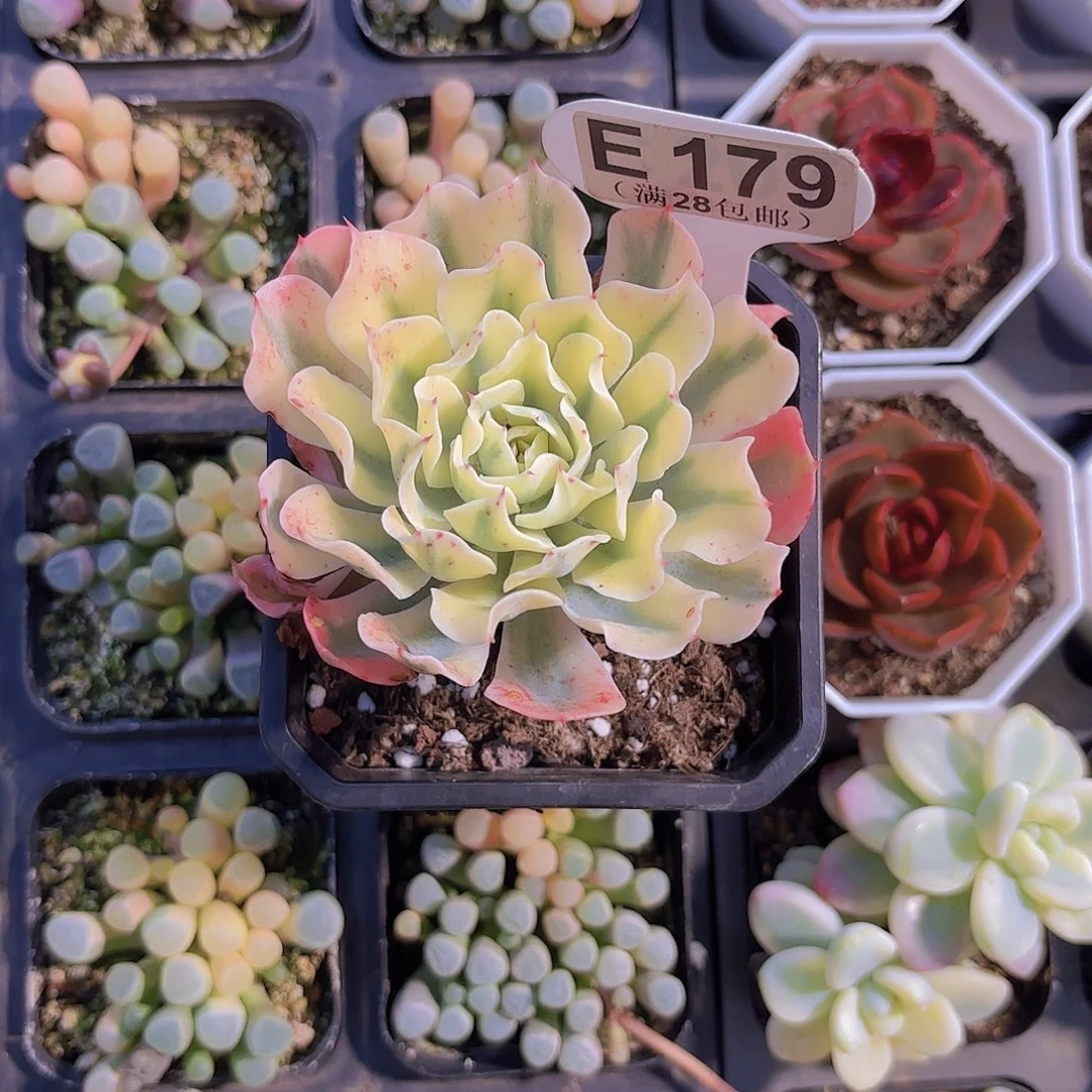 E179海啸锦一物一拍