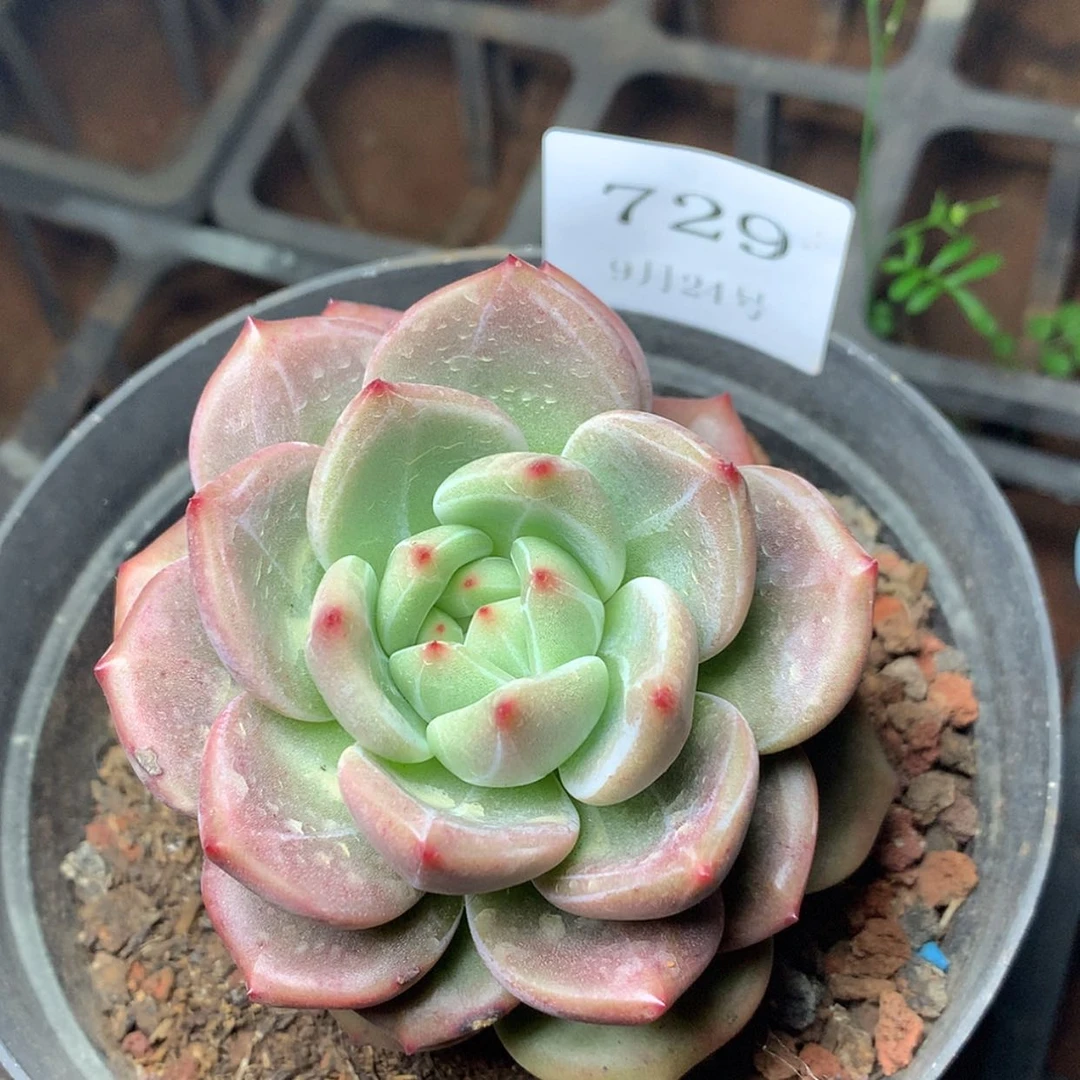 【闪购商品】云729号
