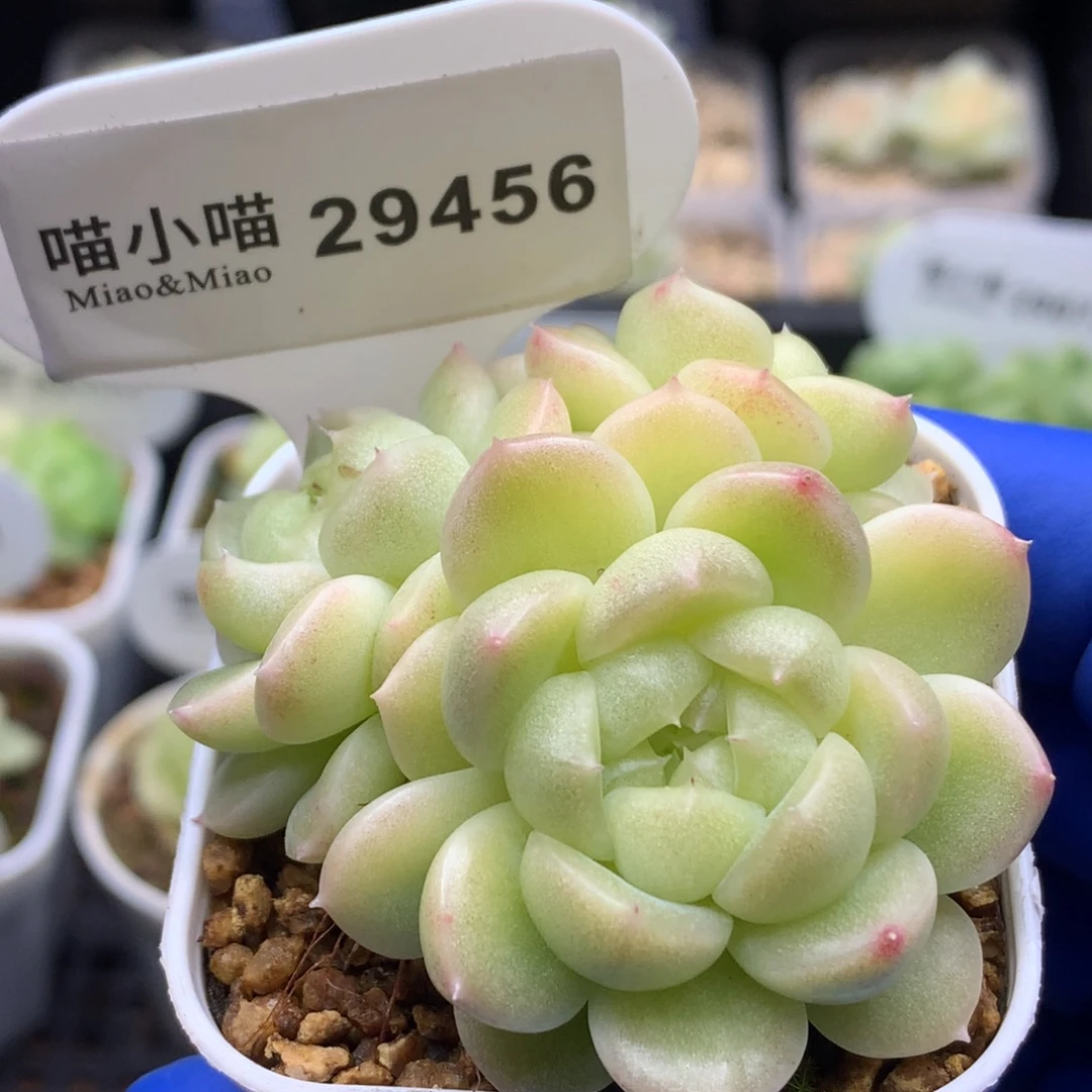 多肉植物杂交珍妮