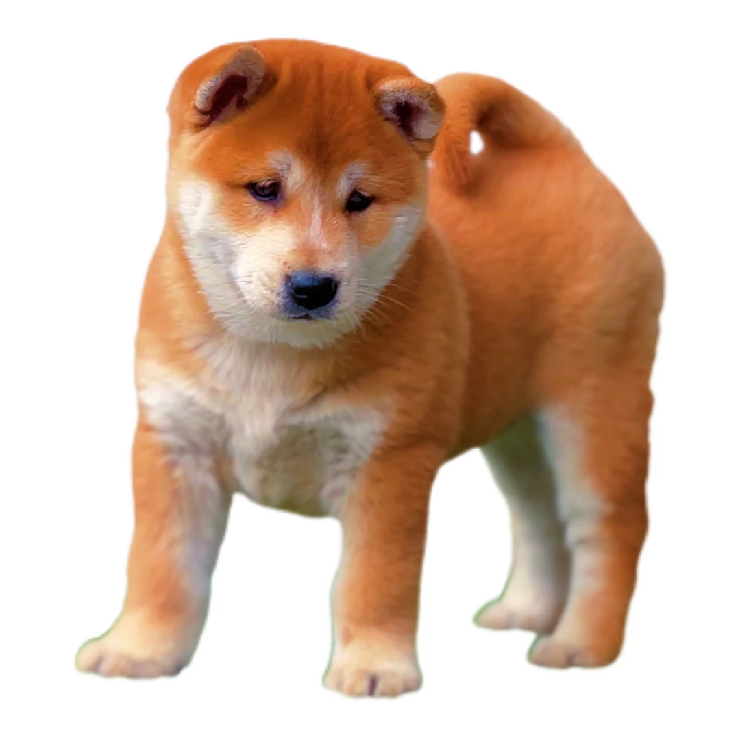 (覃)黄狗白面大黄中华田园犬土狗幼犬狗狗活体