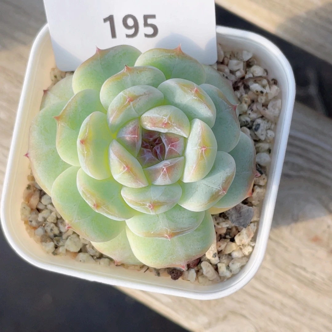 艳***195号糖心冰心珍妮