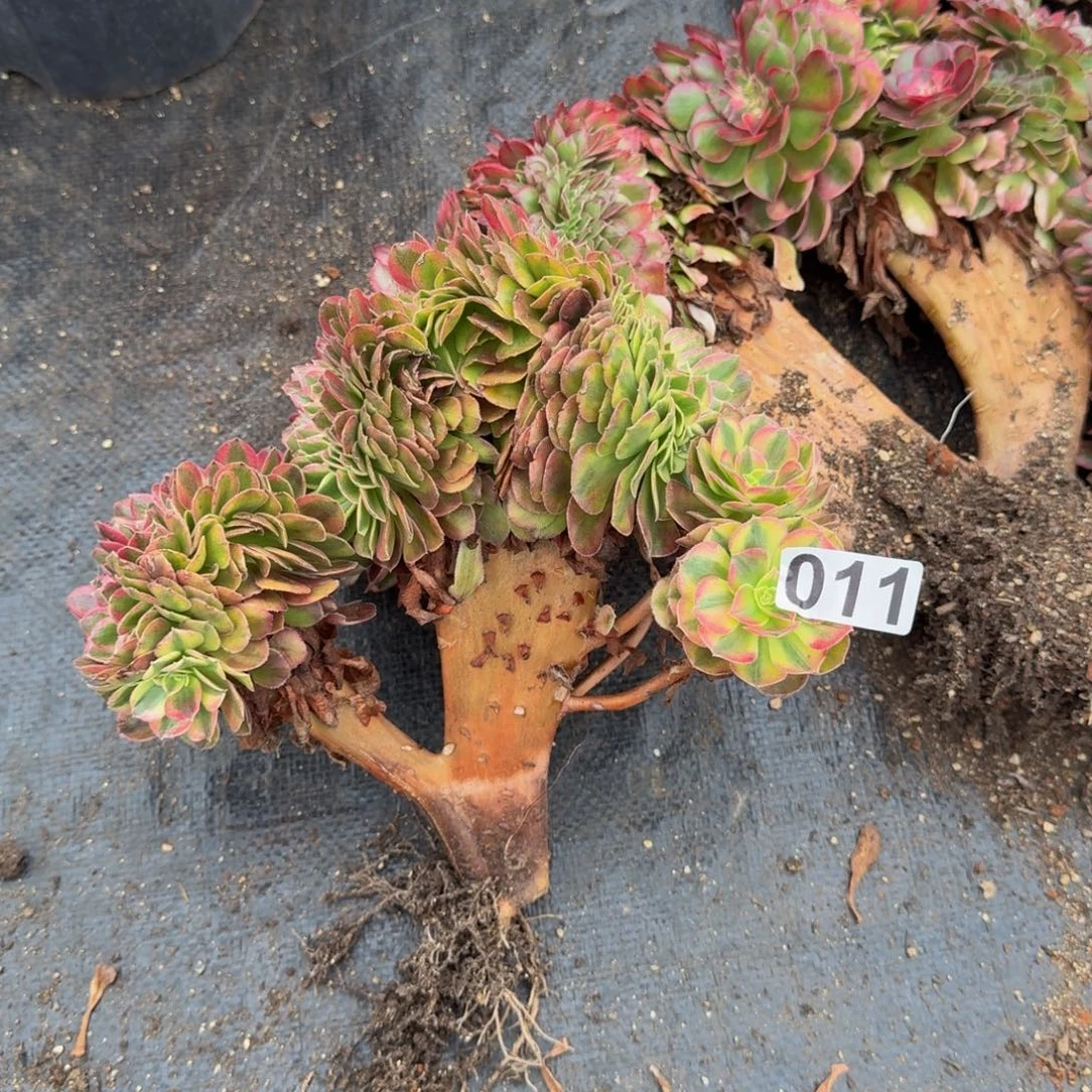 011多肉植物轮回缀