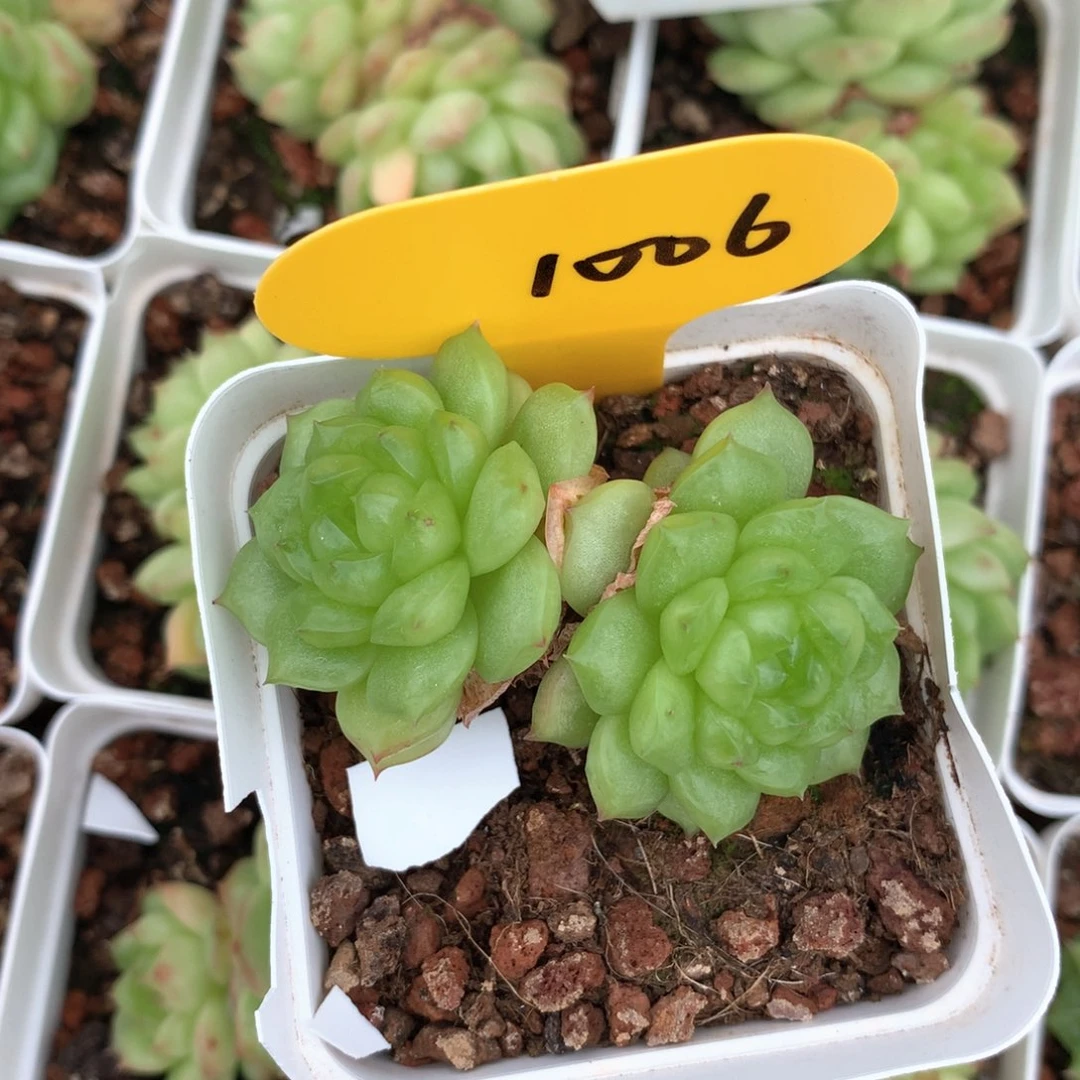 猫***子灯泡珍妮专拍1006