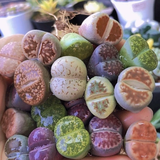 无花朵1160，1.8-2.2厘米20颗