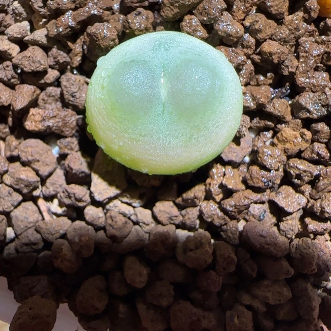 肉锥多肉植物百科-sh1200拉登167