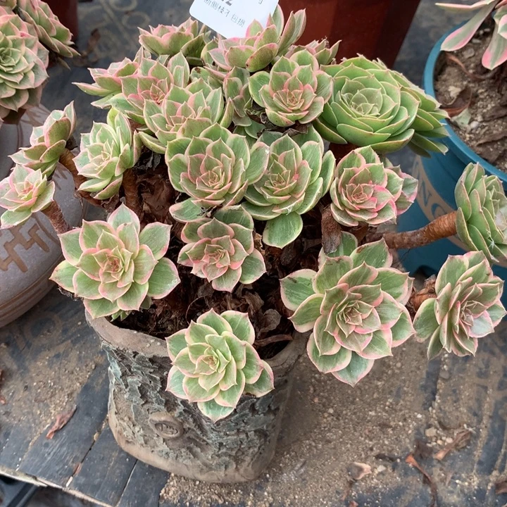 622莲花座多肉植物特价
