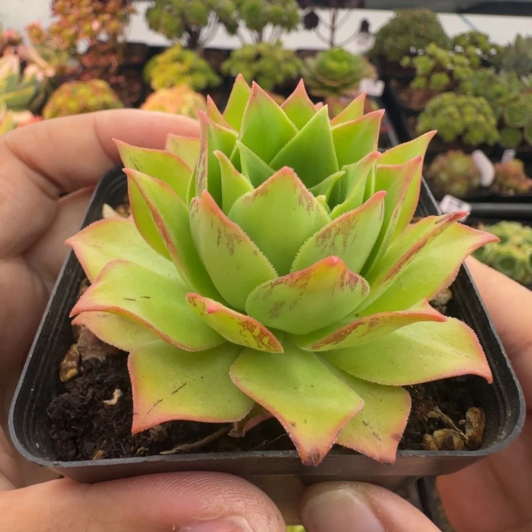 L725半城玫瑰凤火不含盆土