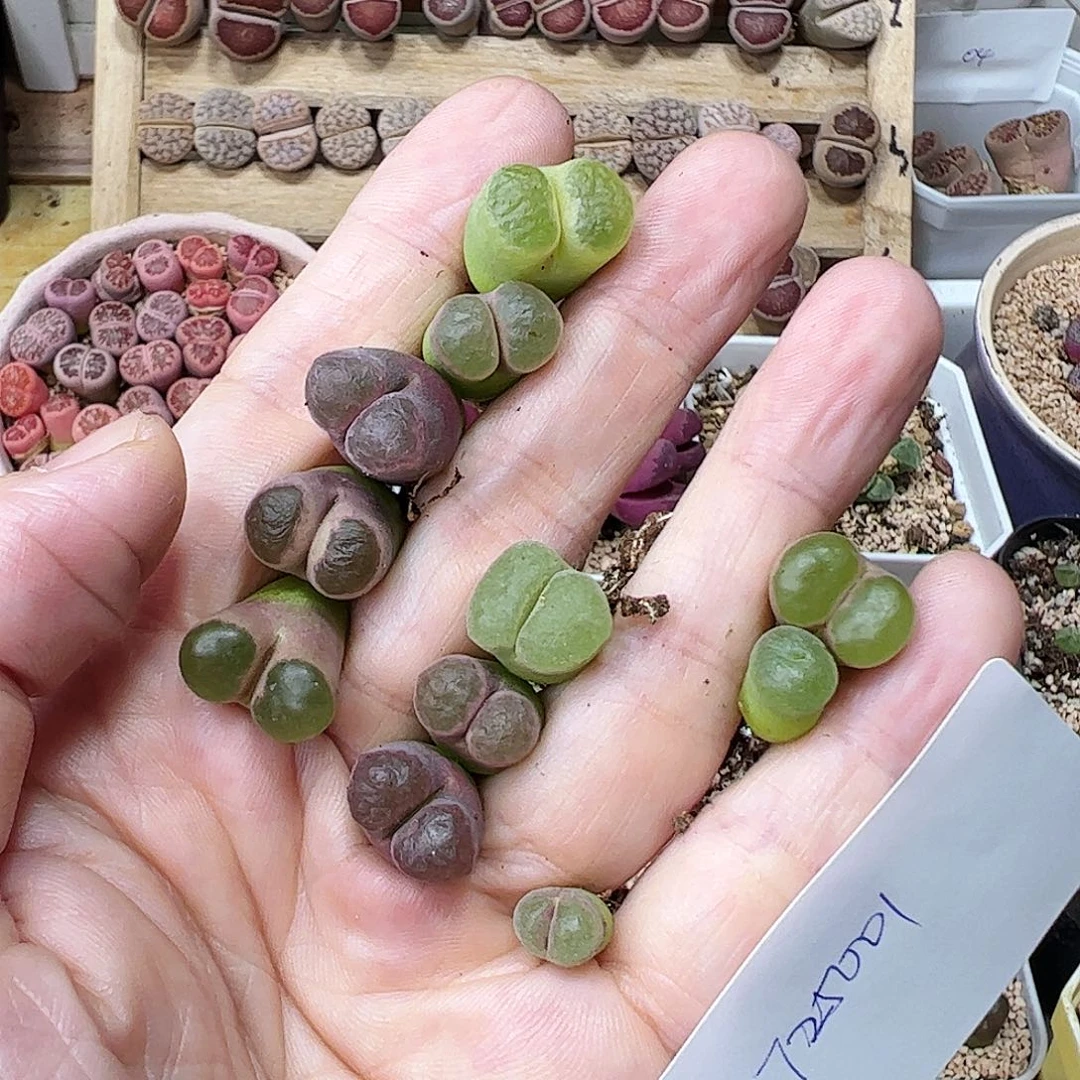 无花朵时**迁725001/拿铁多肉植物馆