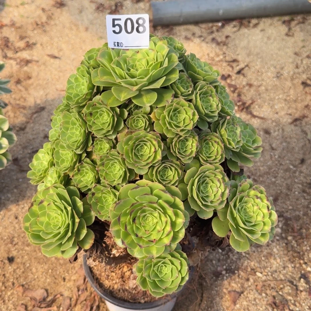 508琉璃多肉植物
