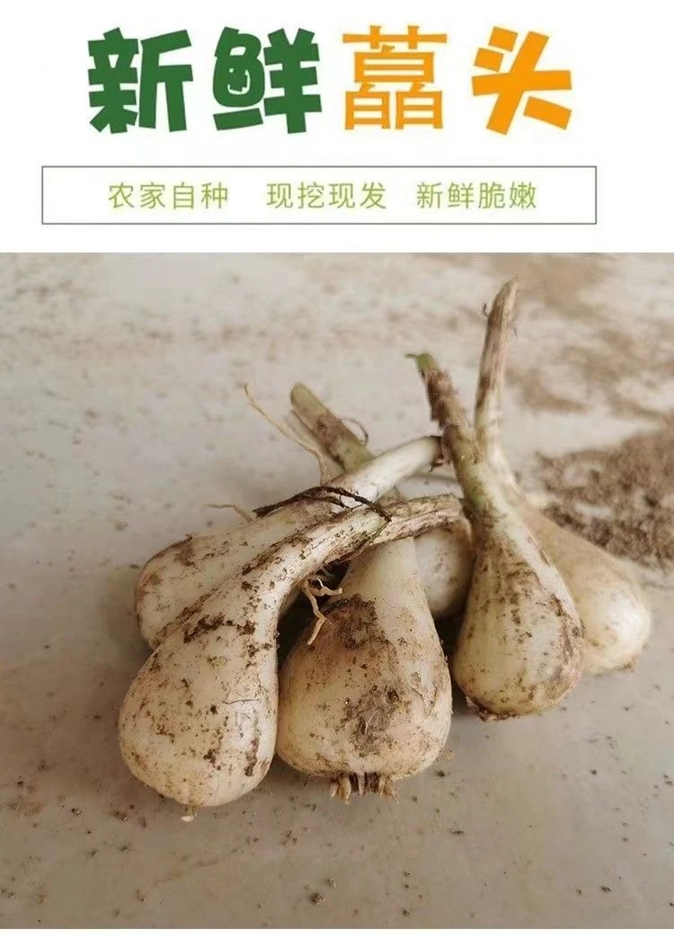 江西农家现挖新鲜荞头藠头当季时令蔬菜5斤/3斤/1斤
