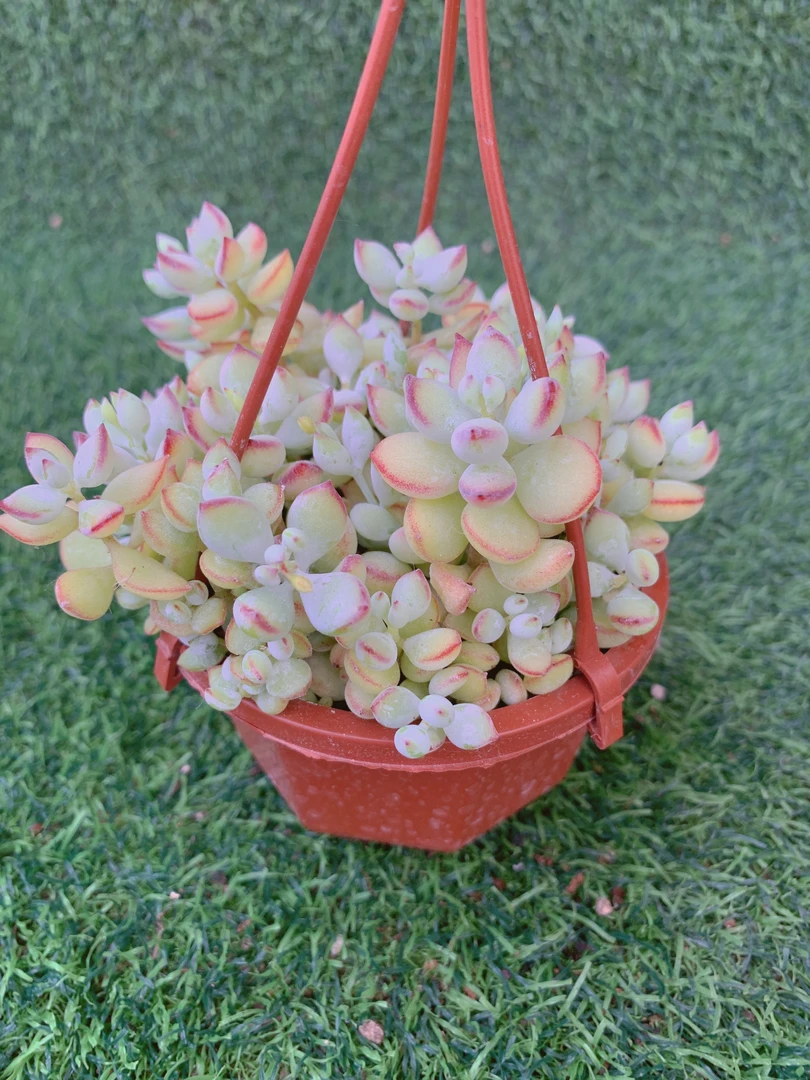 达摩福娘散群垂钓型精品多肉植物盆栽阳台好养一单包邮