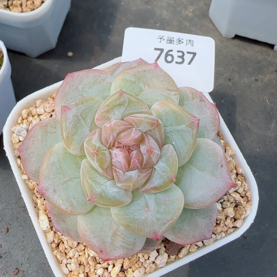 雪糕，7637多肉植物