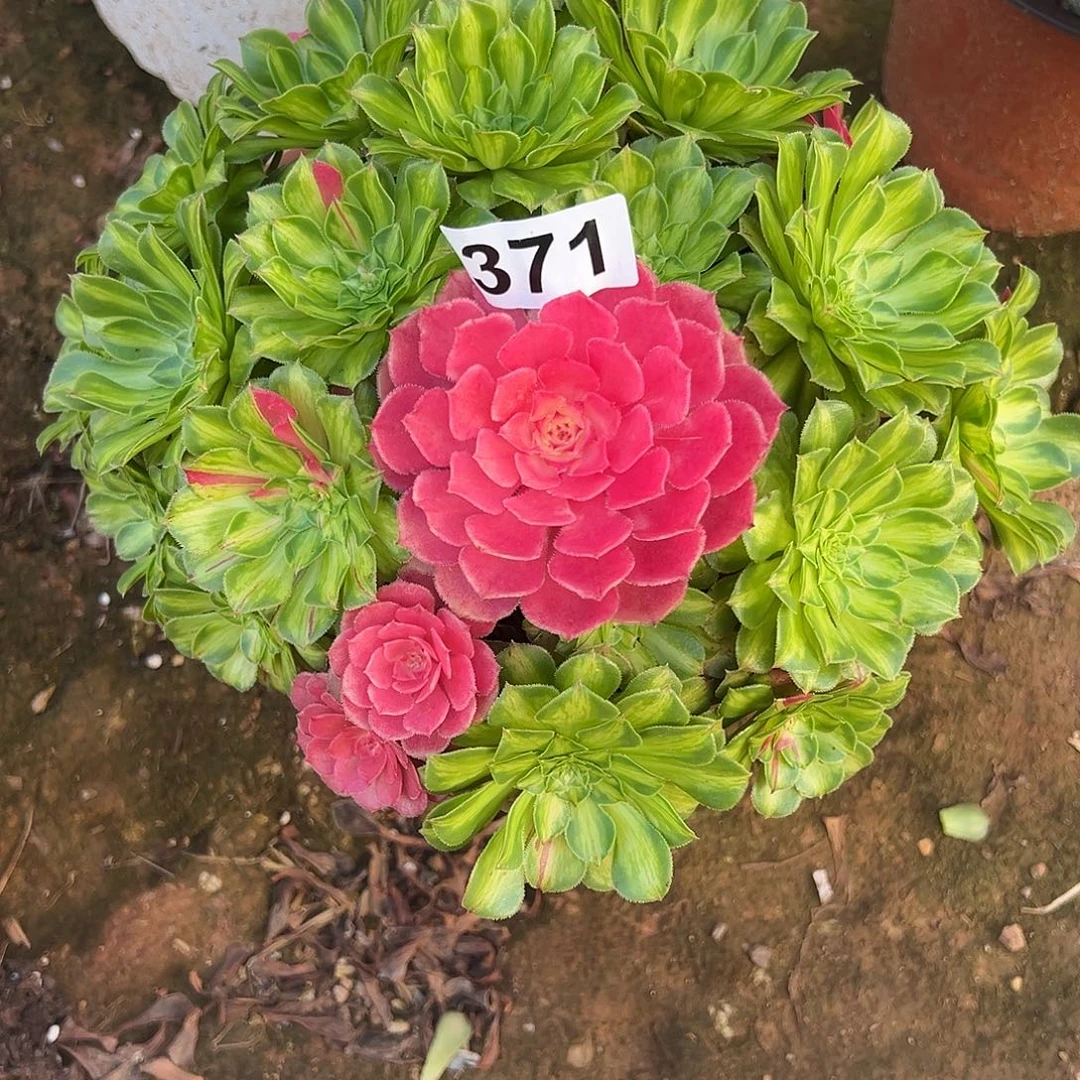六***羊精品多肉植物371知否