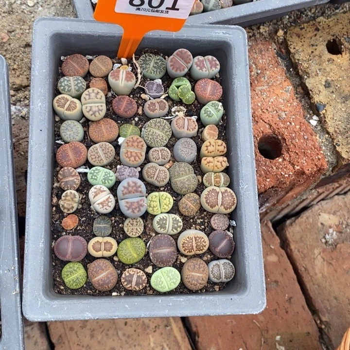 ****風生石花的季节到啦801