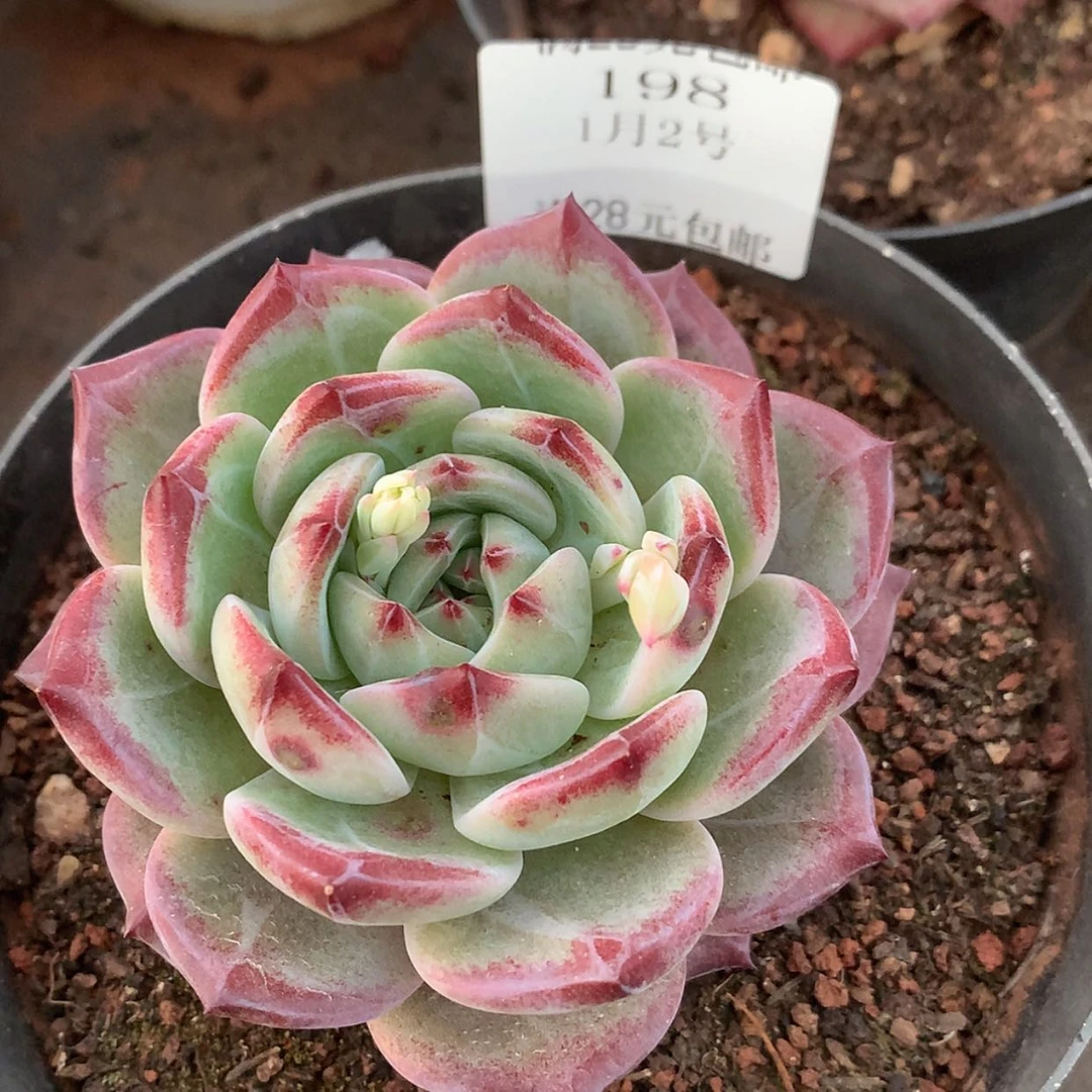 【闪购商品】云198号