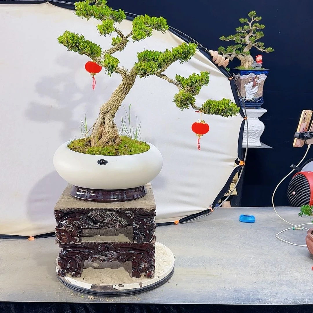 高端盆景艺术作品