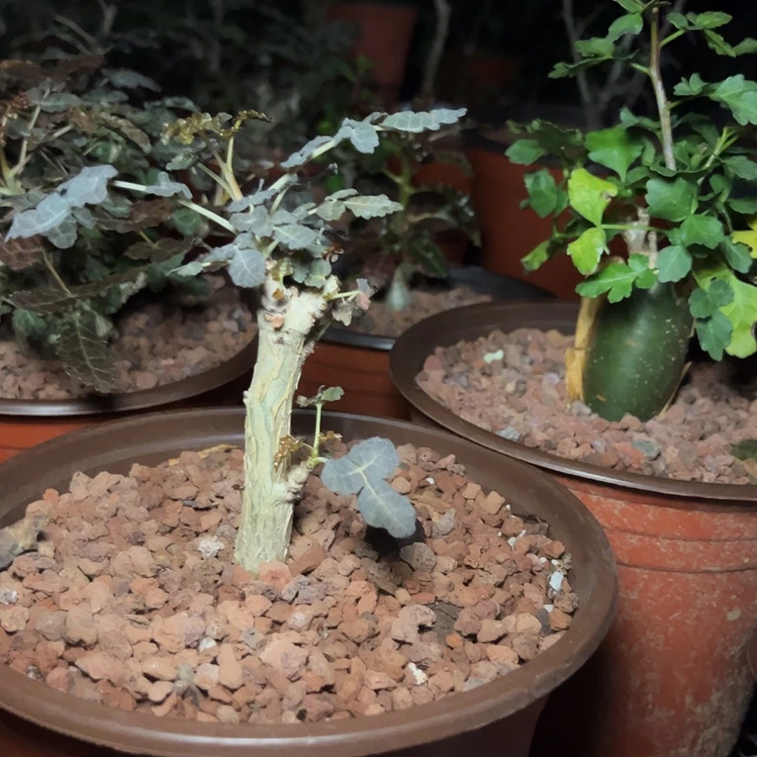 M***黄多肉植物迪奥斯乳香扦插