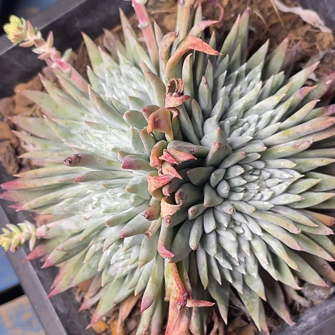 【闪购商品】白雪缀化