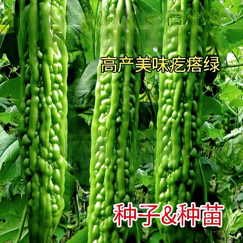 5包苦瓜种子长绿苦瓜油绿苦瓜种籽种易种蔬菜种子家庭阳台盆栽种