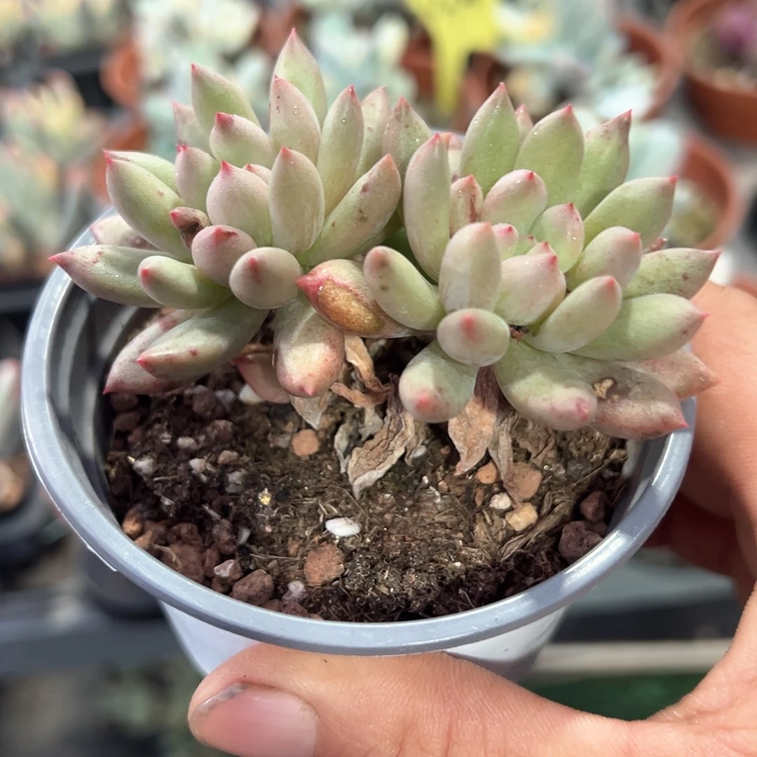 言字精品多肉植物