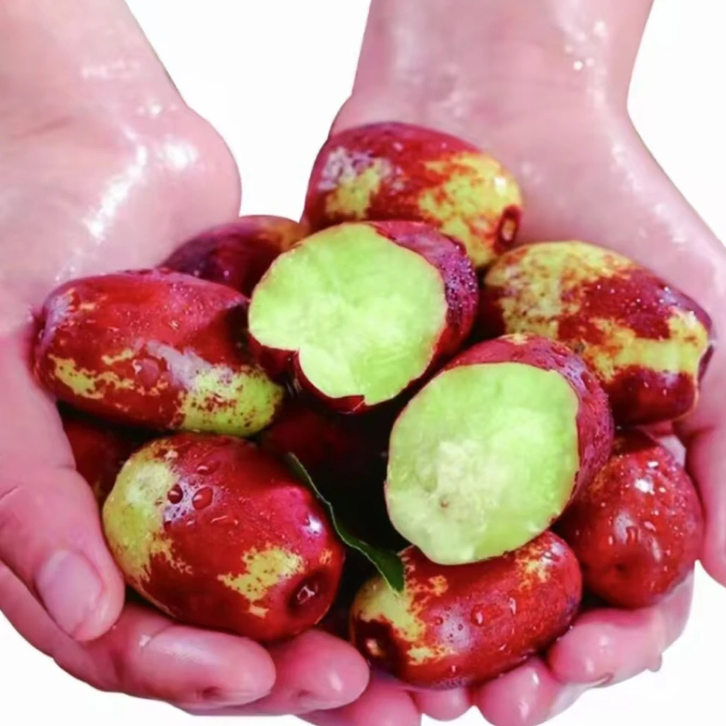 宁夏灵武长枣新鲜应季脆甜多汁产地现摘