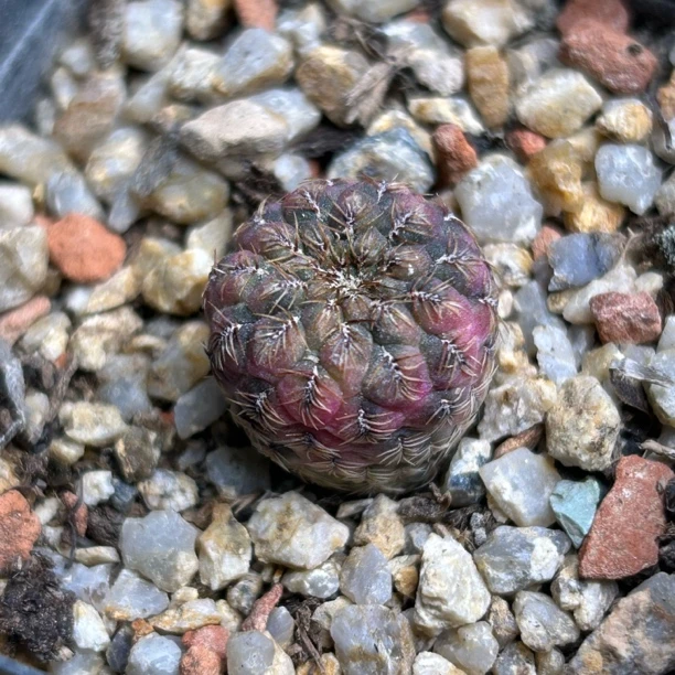 选拔长卷刺娇丽实生仙人球块根多肉植物绿植盆栽花卉龙舌兰卧牛