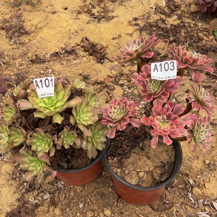 组合2颗多肉植物103.