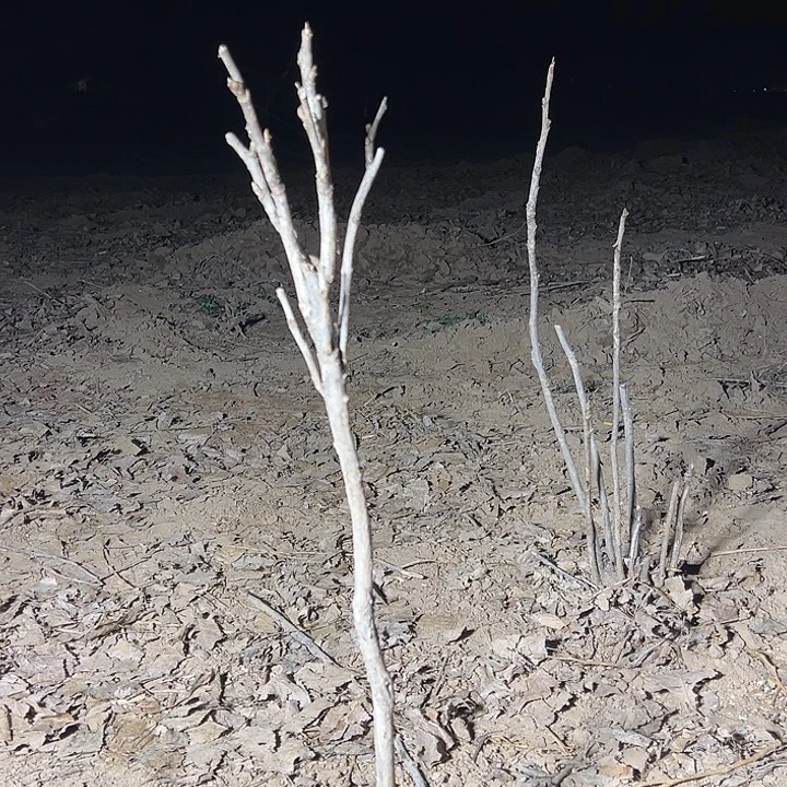 海***川完全开放芳纪独杆