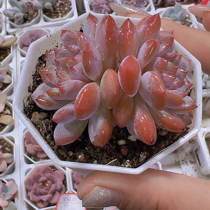 双头星星称19包邮多肉