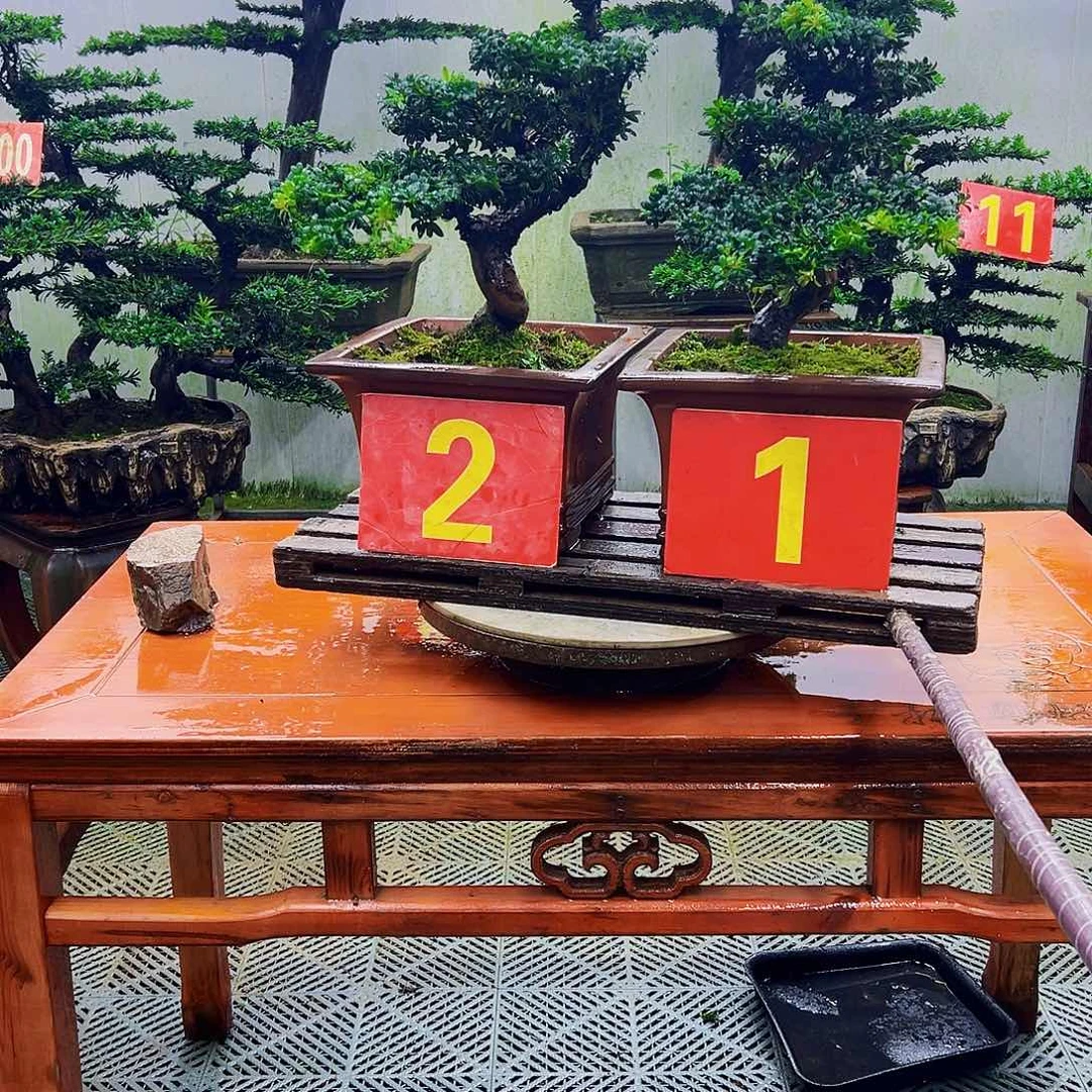 不开花植物罗汉松