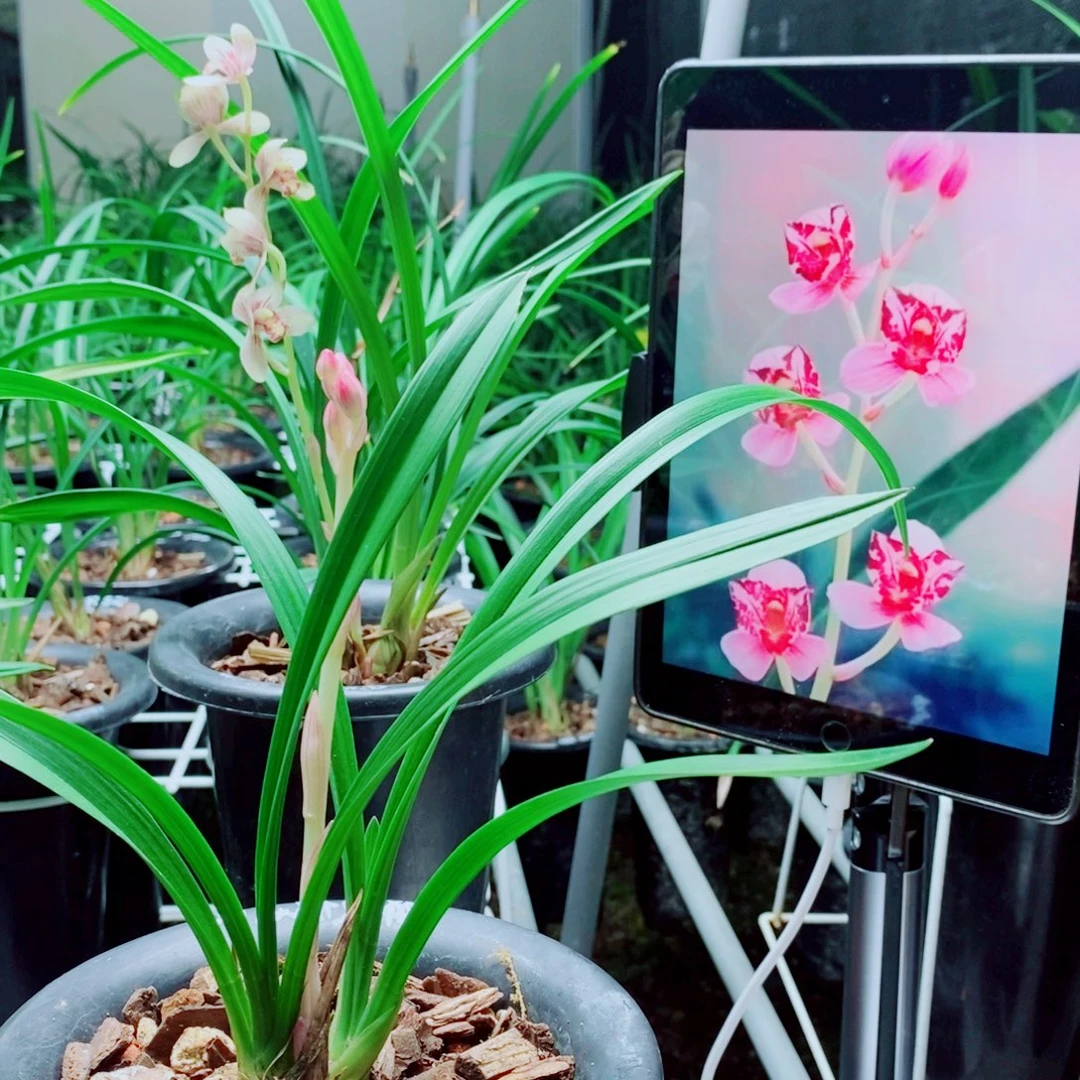 当前无花栽培后可以开花