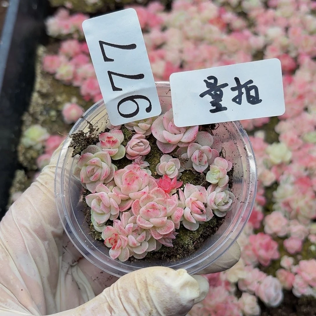 多肉植物多肉植物977量拍