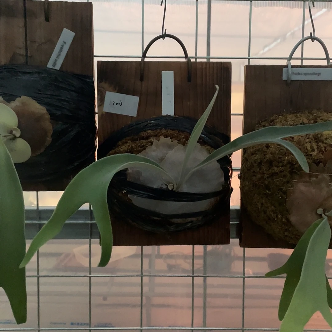 完全开放银银5鹿角