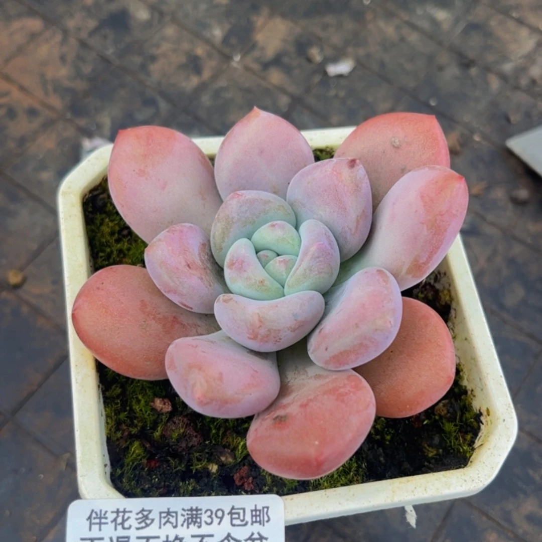 962-奥普琳娜多肉6cm