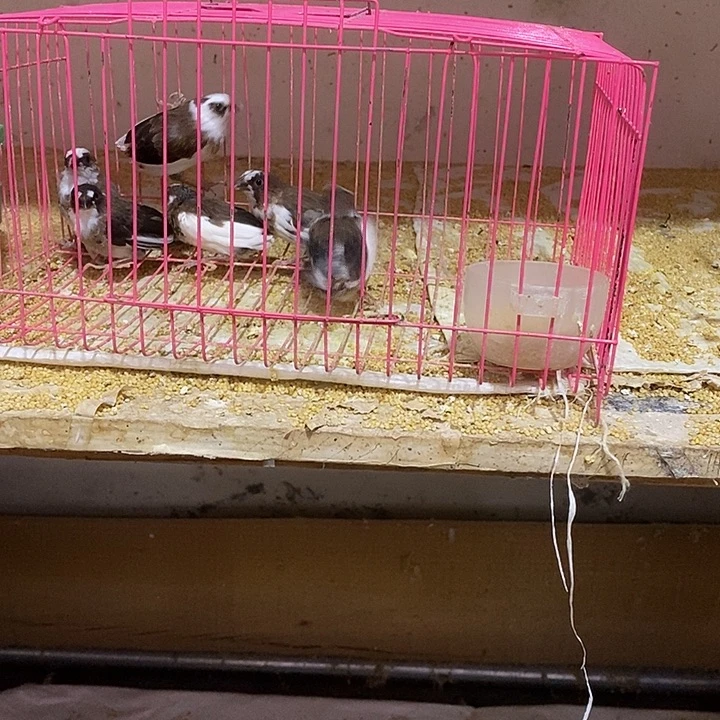 文鸟平**仔保姆鸟6只，包活到家