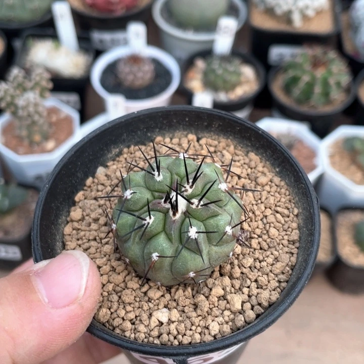 453龙爪球黑王丸