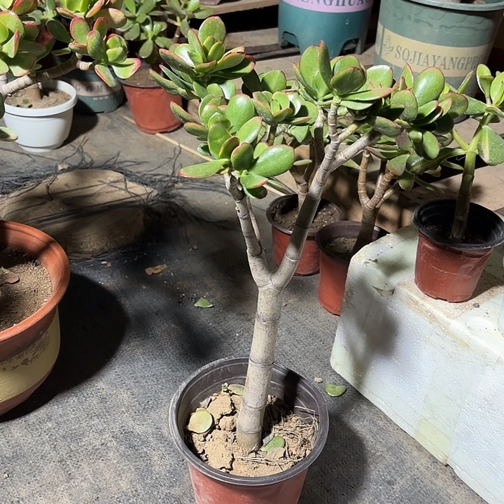 快***生当前无花栽培后可以开花黄金26.8