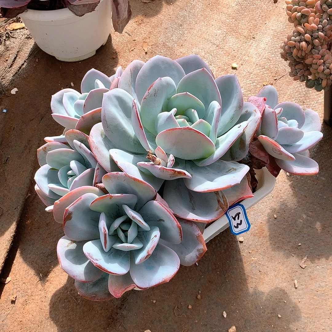 53奶茶 一物一拍多肉